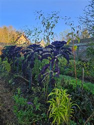 tourville-sur-arques (24)